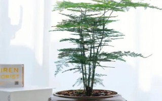 文竹的养殖方法，可选用陶瓷盆、泥盆养殖