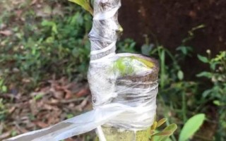 品质较好的杨梅树苗品种，荸荠杨梅为我国著名良种