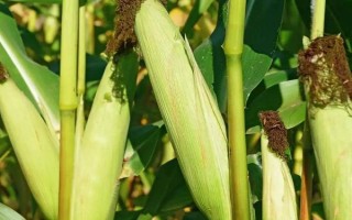 什么品种的玉米种子好，常见的有伟科702、华农866等