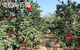 农村种什么东西有高收益,车厘子、香椿、藜麦等作物值得考虑