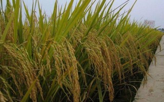天隆粳301水稻品种的特性，一般在始穗和齐穗期各防治一次