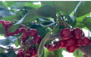 大樱桃怎么二次摘心，在首次采摘樱桃之后的半个月进行