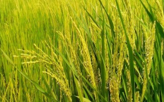 文稻13号水稻品种简介,全生育期153.1天