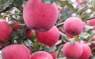 苹果树产生大小年的原因，营养竞争是产生的根本原因