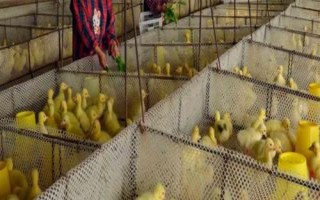 怎么养小鹅才能避免死亡,需保持稳定的舍温、做好消毒杀菌工作