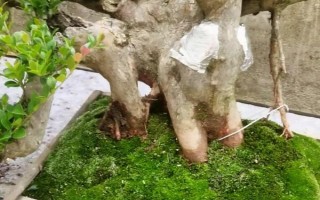 赤楠树的寓意，寓意生活的美满