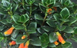 金鱼吊兰的换盆方法，换盆的前三天要暂停浇水