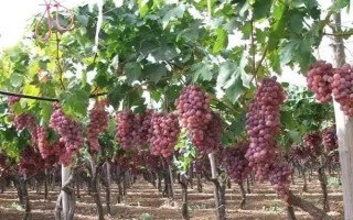 大棚葡萄如何追肥，首先要做好根部追肥