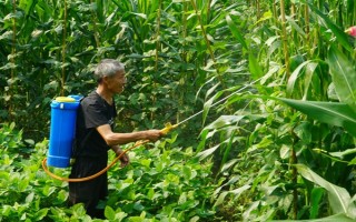 玉米大斑病的发病症状，主要为害叶片