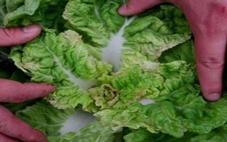 冬季蔬菜缺钙如何防治，不宜一次用肥过多