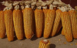 丰垦154玉米种子特征特性，注意防治大斑病