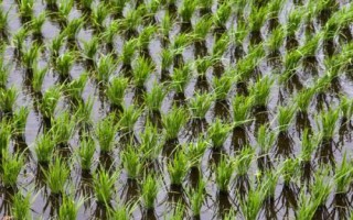 水稻亩产多少，高产稻为1000-1200斤左右/亩