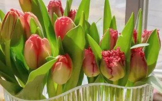 盆栽郁金香开花后的处理方法，可剪除残花并追施肥液