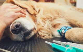 狗狗眼睛里有红血丝的原因，可能是上火或干眼症导致的