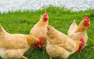 一个平方散养多少只鸡，0-4周龄能养10-15只/平方米