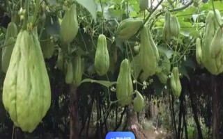 什么时候种植佛手瓜,在4-5月份种植可提高成活率