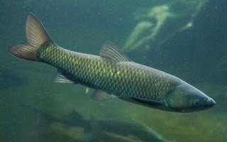 草鱼是不是淡水鱼，属于典型的淡水鱼类