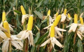 铁研123玉米品种简介,适宜播种期6月上旬~6月中旬