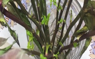 水插玫瑰枝条如何生根,用多菌灵浸泡消毒、涂抹生根粉之后再水培