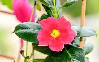 红蝉花怎么养殖,春季每隔半个月追施一次复合肥