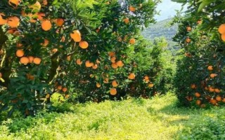 果园在高温季节怎么防旱，适当剪除多余的枝条可减少水分蒸发