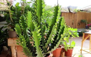 龙骨花怎么养殖，春秋季节每隔1-2周浇一次水