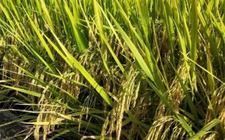 五优油占水稻种子介绍,晚造平均全生育期111天