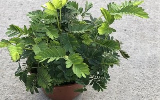 含羞草掉叶的原因，可能是浇水过量或光照不足所致