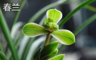 兰花的产地，在我国产于江苏、湖南、福建、云南等省份