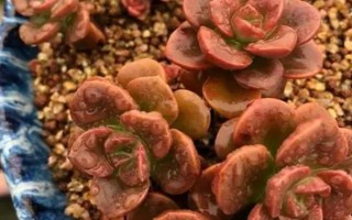 巧克力方砖的养殖方法，平时要等水分蒸发后再浇水