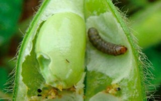 常见的害虫种类,包括卫生害虫、农业害虫、贮谷害虫等类型