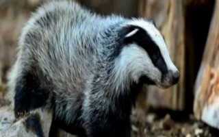 养殖猪獾要注意什么,每天只需投喂一次