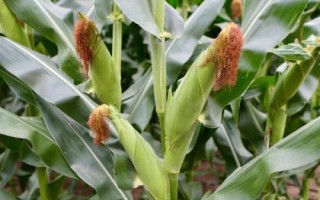 DF908玉米种子特征特性,注意防治丝黑穗病