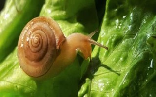 蜗牛是害虫还是益虫,既有害也有利