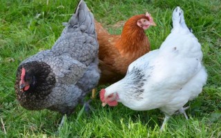 鸡不下蛋的原因，可能是日龄过大或光照不足等