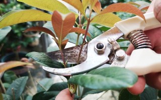 盆栽桂花叶子尖发黑怎么办,先查找原因再对症下药