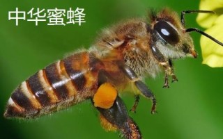 蜜蜂的价格,蜂种不同售价也会有所区别