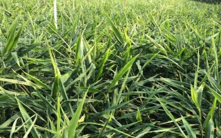 怎么防治生姜腐烂病，播种前可用多菌灵等药物浸种