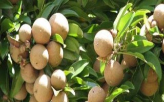 人心果的嫁接方法，建议在4-10月份进行