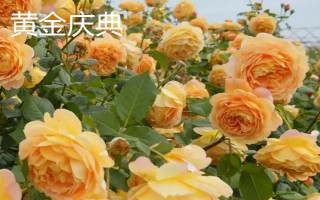 哪些爬藤月季比较好,包括大游行、胭脂扣、粉色达芬奇等品种