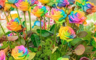 彩虹玫瑰的花语，花语为浪漫、梦幻、幸福等