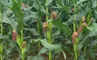 先单158玉米种子特征特性，密度每亩4000-4500株