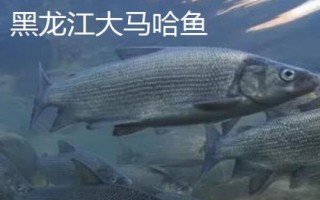 黑龙江鸡东县的特产，包括鸡西刀削面、东北冷菜、锅包肉等种类