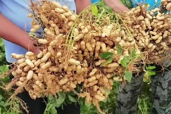 花生品种308的产量，白沙308可达到800-1000斤左右