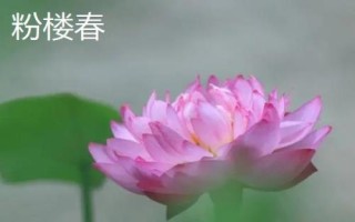 名贵荷花品种介绍,这十种一定要了解