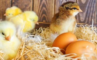 鸡出壳后多久可以离开孵化机，出壳18-36个小时后才可以