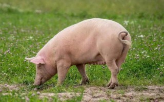 猪交配时出血有没有影响，通常没有影响