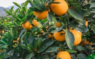 脐橙落叶的原因，可能是土壤酸性较大或根系不良等