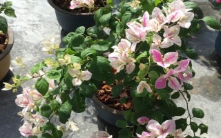 三角梅夏天的养殖方法,生长温度控制在15-25℃之间