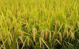 绥粮3号水稻种子简介,普通粳稻品种